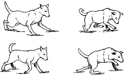 Врожденная гидроцефалия – порок развития у собак