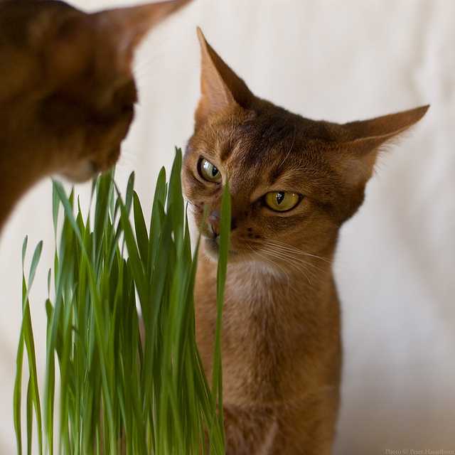 Зачем кошкам нужно есть траву