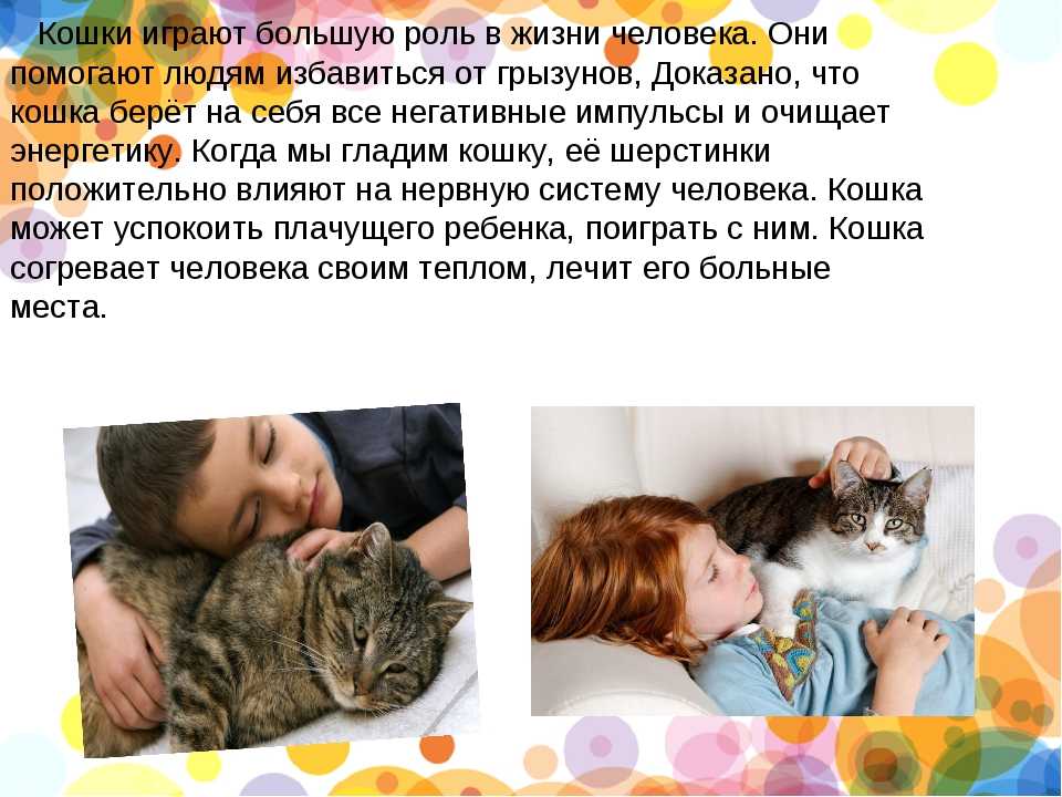 Играет роль кошки. Роль кошки в жизни человека. Влияние кошек на человека. Значение кошек в жизни человека. Кошки и важность для человека.
