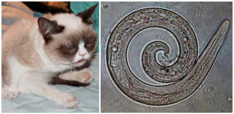 Паразиты у кошек и котов: виды, симптомы и лечение