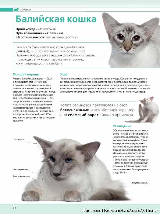Сомалийская кошка - описание породы (с фото и видео): общая характеристика, правила ухода и кормления, предрасположенность к заболеваниям.