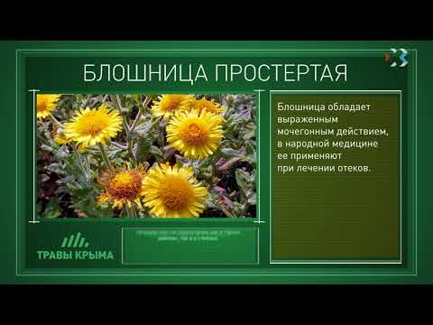 Бессмертник - helichrysum - abcdef.wiki