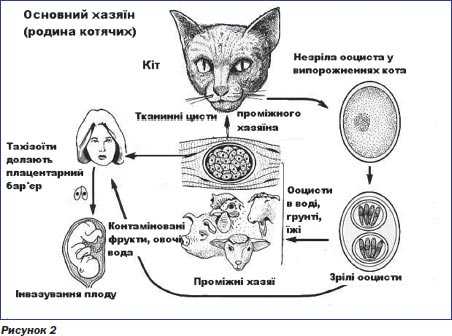 Кошки, трематоды у кошек, симптомы заболевания и методы лечения