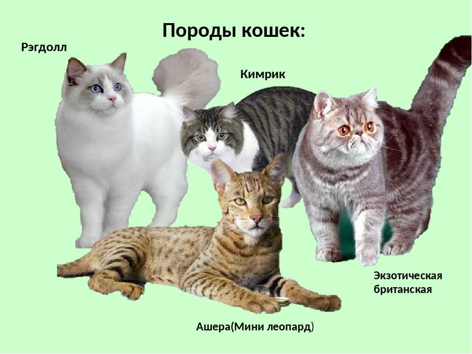 Анатолийская кошка (31 фото): описание котов анатолийской породы, характеристика котят серого и белого, рыжего и другого окраса