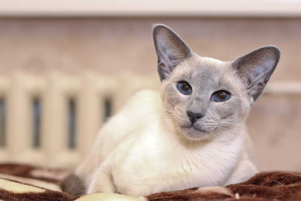 Персидская кошка (125 фото породы): описание внешности и характера, рекомендации по уходу за шерстью и содержанию дома