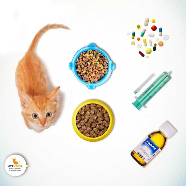 Аллергия у кошек: симптомы и лечение препаратами по признакам