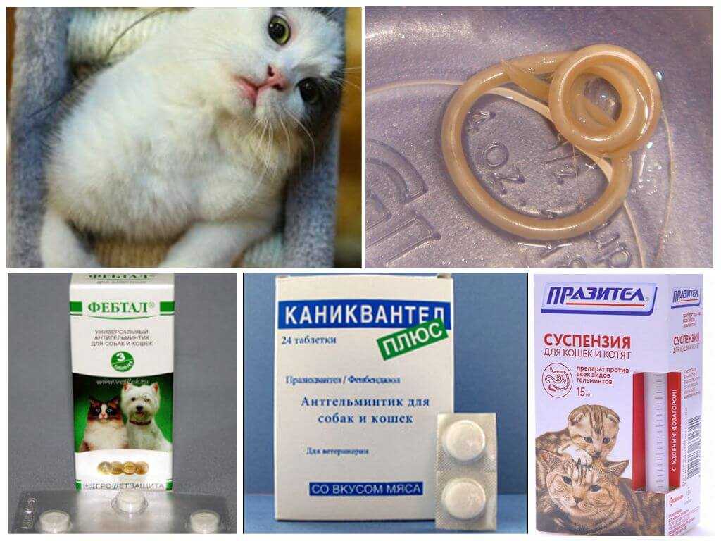 Нематодозы животных: лечение, симптомы, профилактика, статьи nita-farm