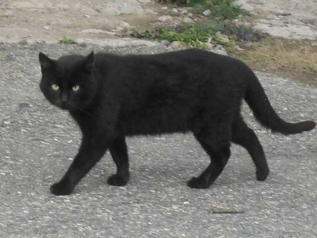 Что делать, если дорогу перебежала черная кошка или кот