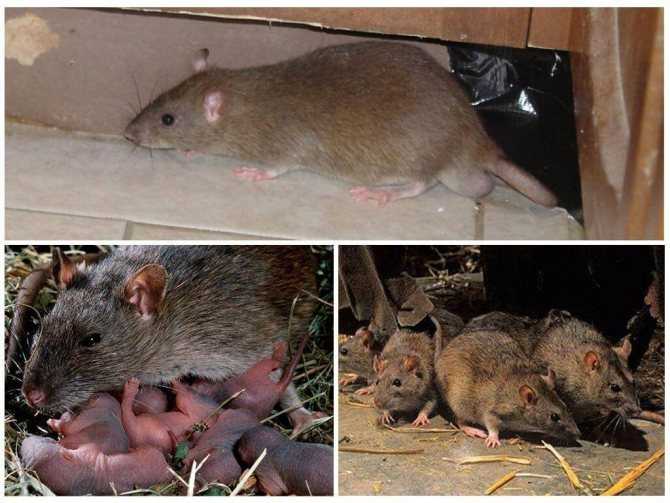 Сколько лет живут декоративные и дикие крысы. Как влияет на продолжительность жизни разновидность крысы и ее генетика. Какие еще факторы оказывают влияние на срок жизни.
