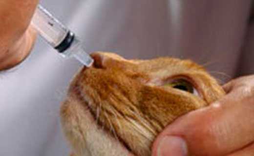 Артрит и артроз у кошек: симптомы и лечение