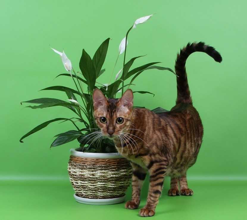 Тойгер: 150 фото породы, описание внешнего вида, характера кошки, цена, факты, уход