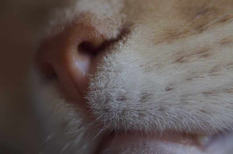 Вирусный ринотрахеит у кошек симптомы и лечение в домашних условиях