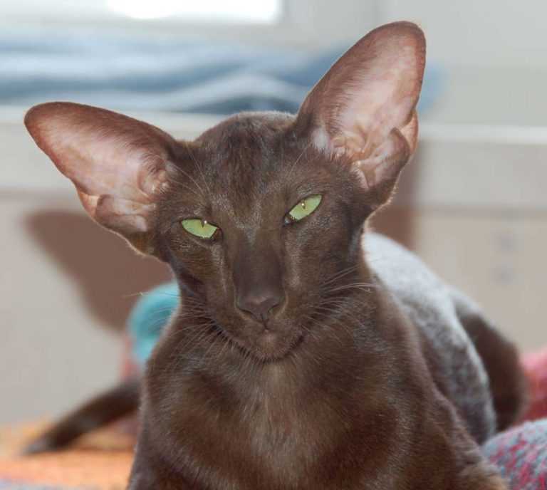 Кошки с большими ушами: список и название пород