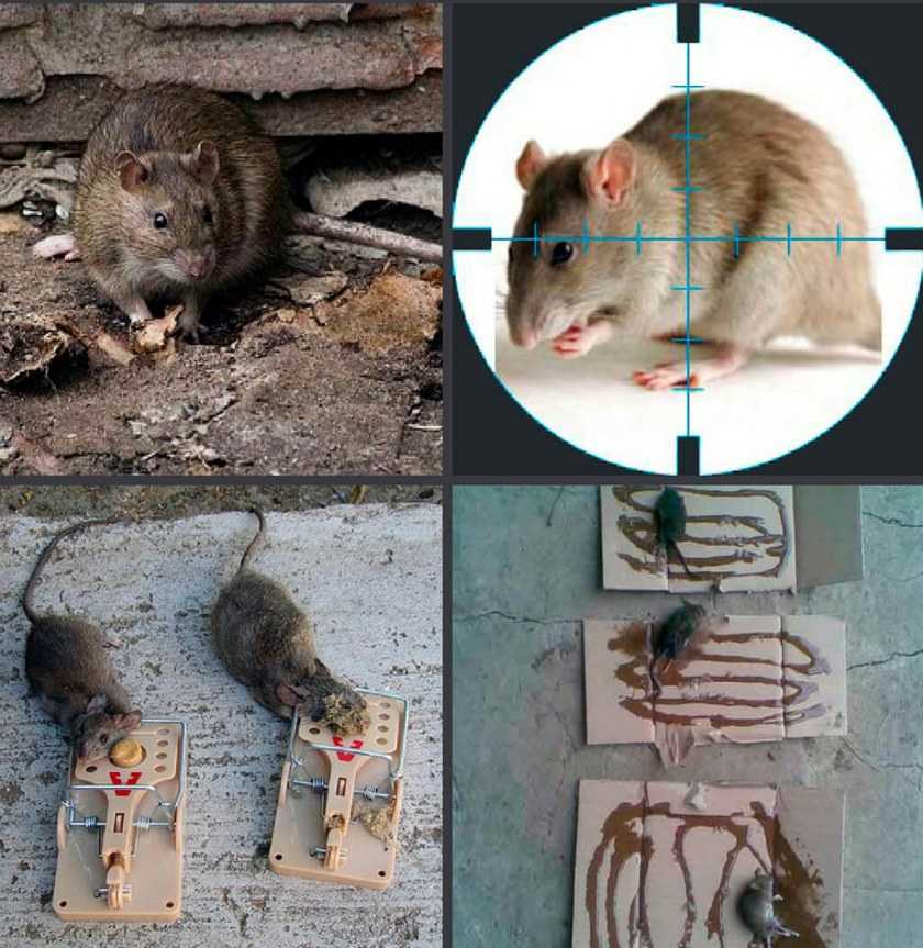 Сколько живут декоративные и ручные крысы