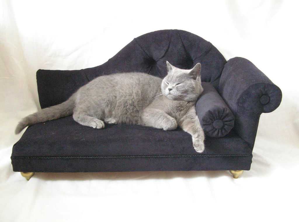 Почему кот лижет одеяло: почему кошки лижут плед?