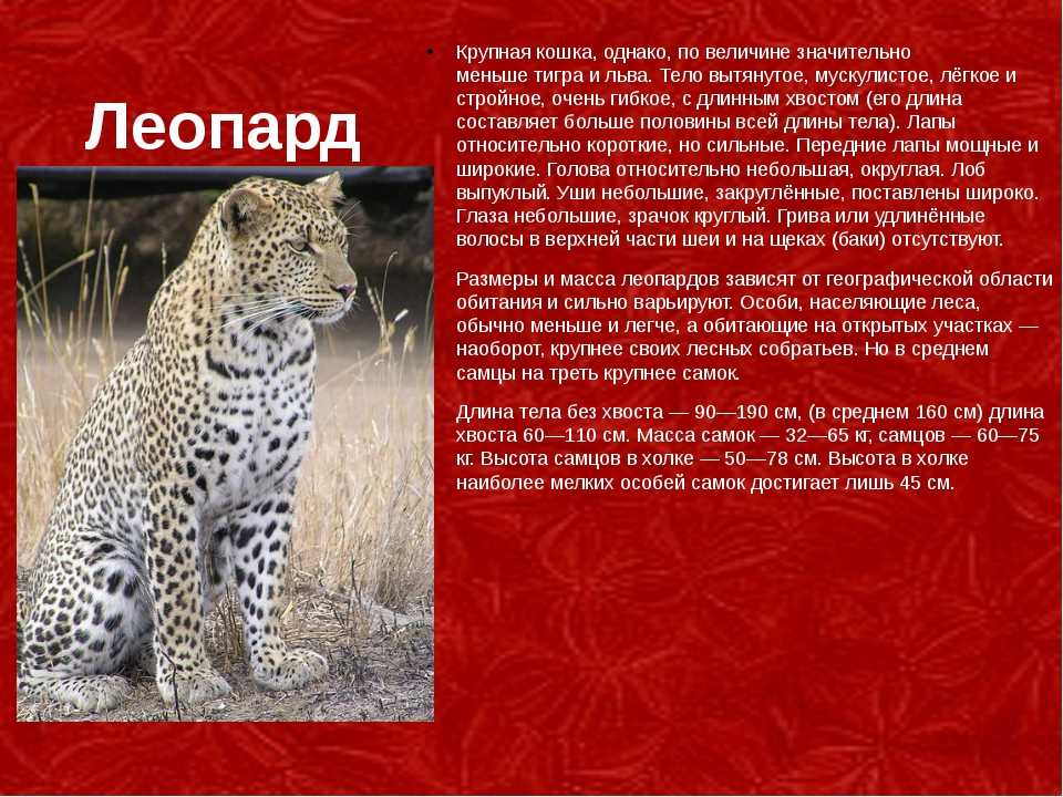 Красная книга россии - описание, виды и списки редких животных и растений