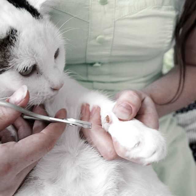 Удаление когтей у кошек: отзывы хозяев и ветеринаров, последствия операции, в каком возрасте делать и стоит ли, плюсы и минусы
