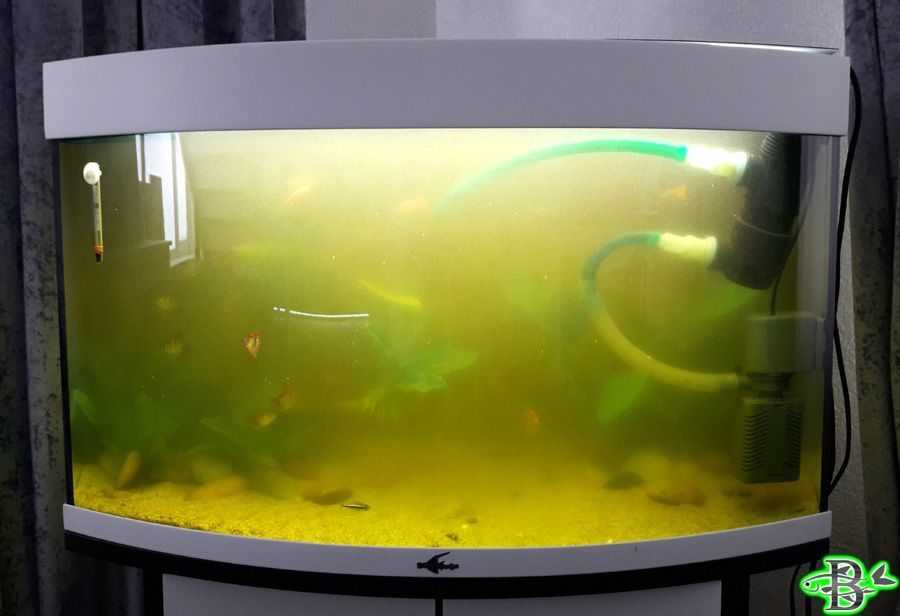 Мутнеет вода в аквариуме причина