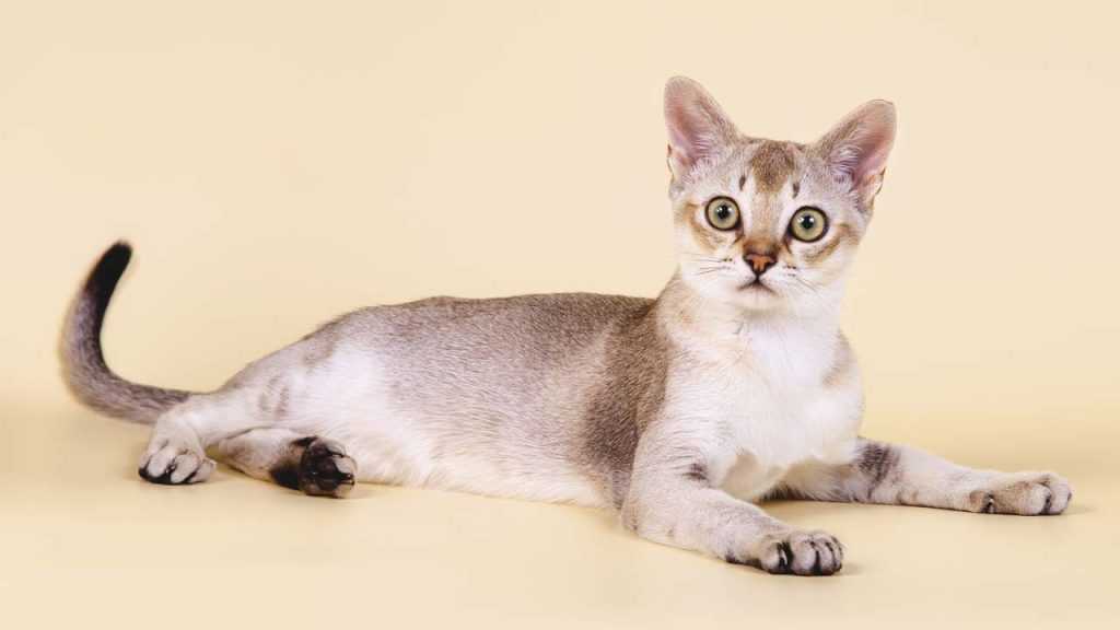 Карликовые породы кошек с фотографиями. породы самых маленьких котов в мире с фото. маленькие кошки в дикой природе