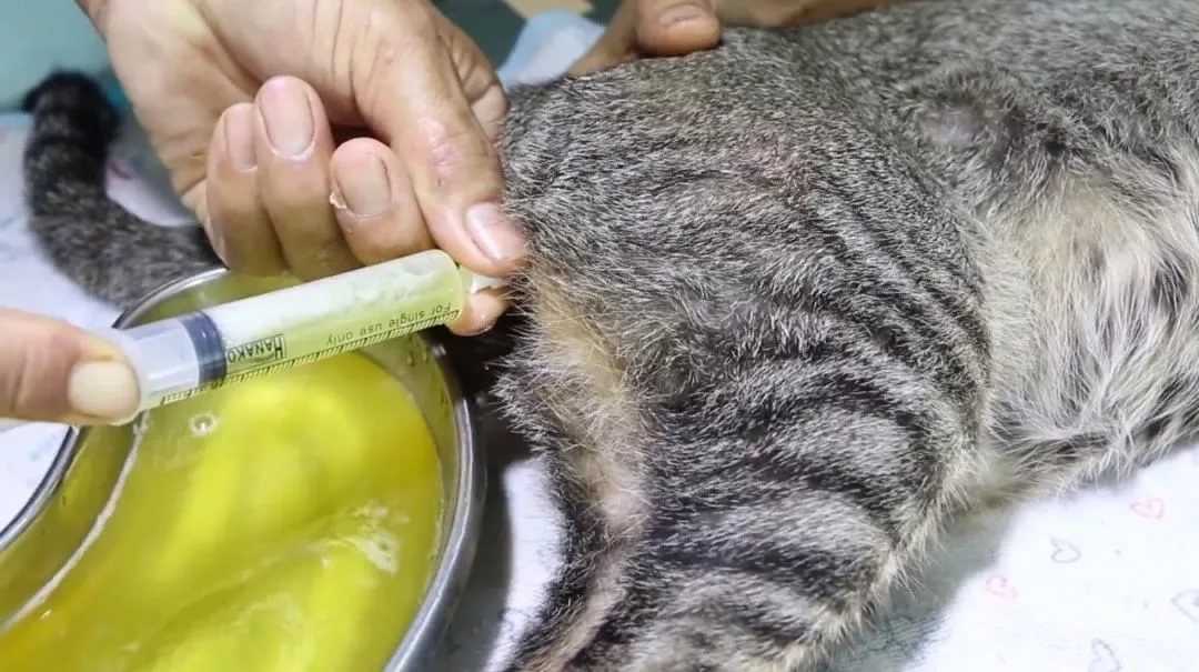 Почему после стерилизации у кошки может быть кровь в моче: причины гематурии, основные симптомы, диагностика и лечение заболевания