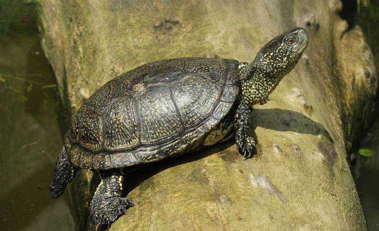 С какой скоростью передвигаются морские и наземные черепахи?