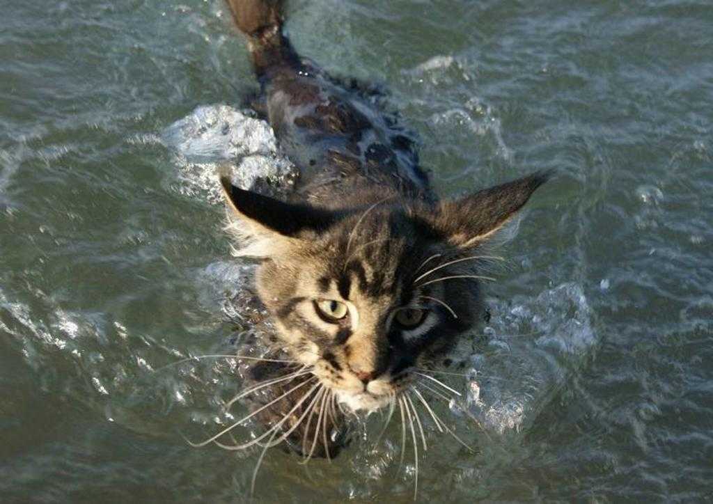 Породы кошек которые любят воду, кошки любящие плавать