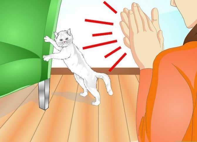 Как отучить кошек гадить в подъезде: 10 способов борьбы народными и современными методами