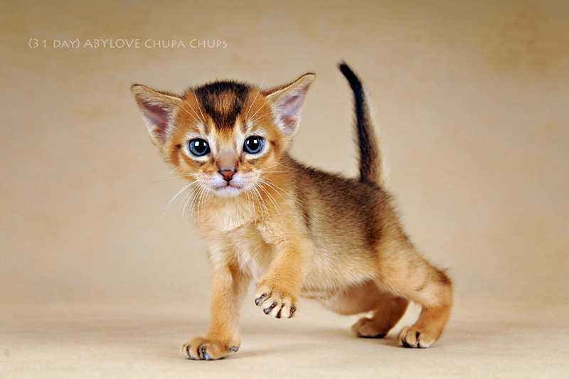 Какие бывают карликовые коты? какую маленькую кошку выбрать: советы +фото и видео