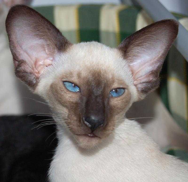 Описание кошек с большими ушами