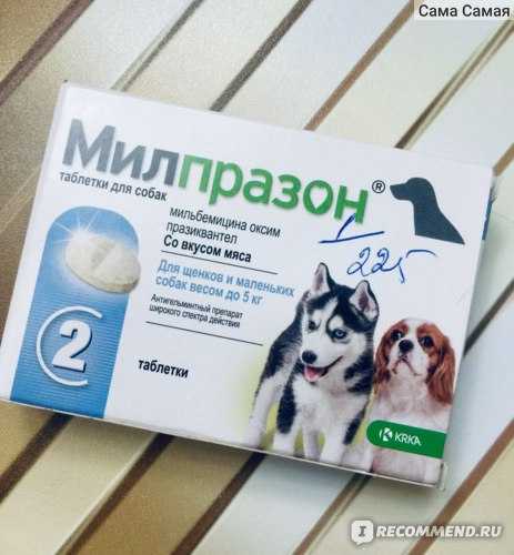 Глисты у щенков: что делать? лекарство от глистов щенкам - таблетки, суспензия, капли | нвп «астрафарм»