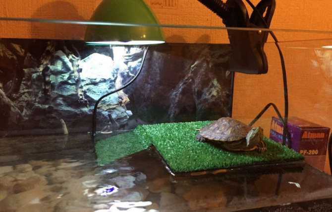 Ультрафиолетовая лампа для черепах: выбор и использование освещения для аквариумов и террариумов с красноухими и сухопутными черепахами