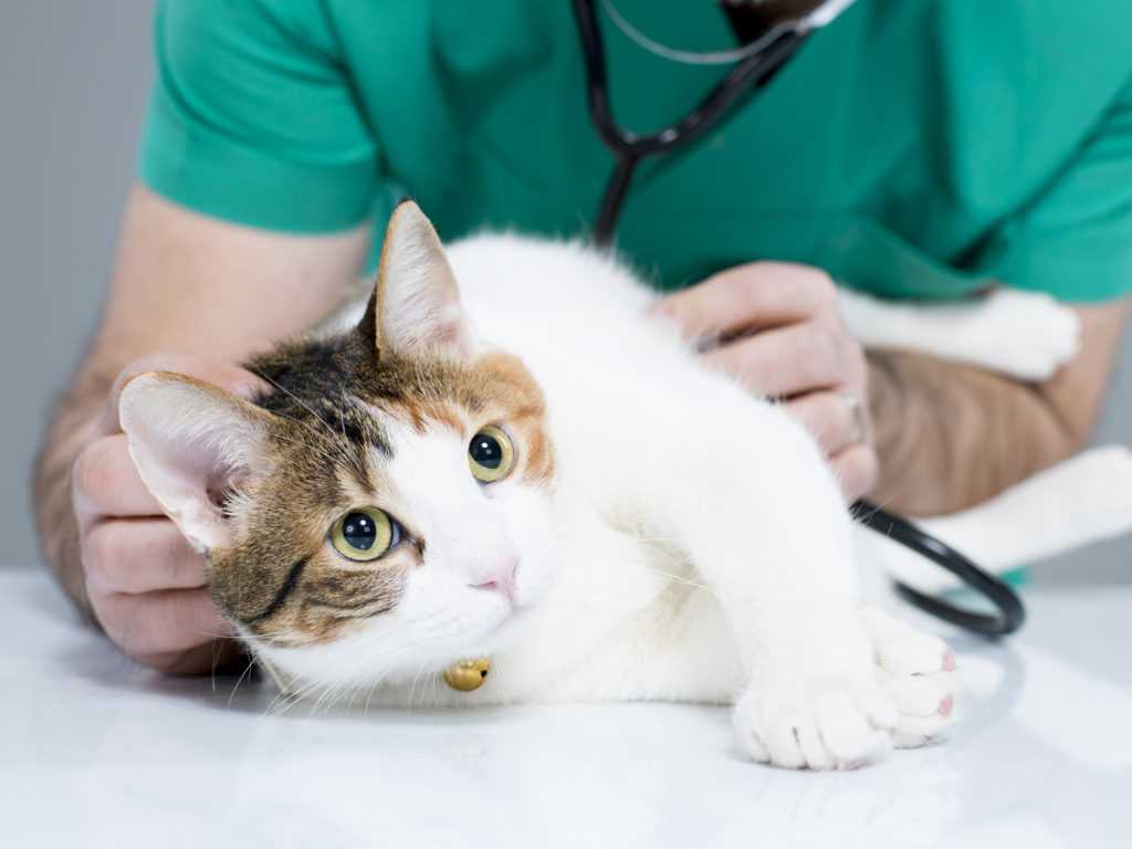 Эрозивно-язвенные поражения кожи у кошек. диагностика и лечение