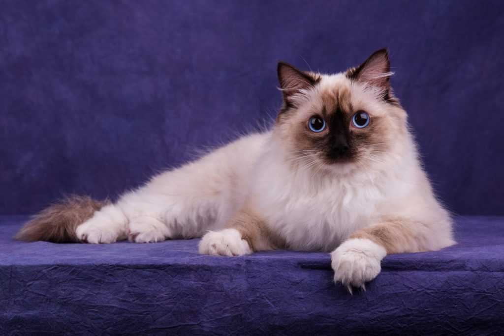 Рэгдолл: фото кошки, цена, описание породы, характер, видео, питомники