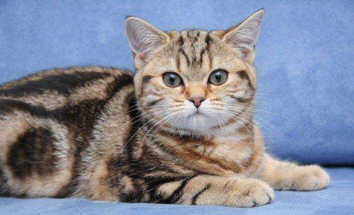 Британская короткошерстная порода кошек: окрасы от голубого до вискаса, фото котов и котят