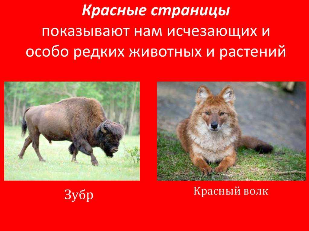 Животные красной книги россии и мира