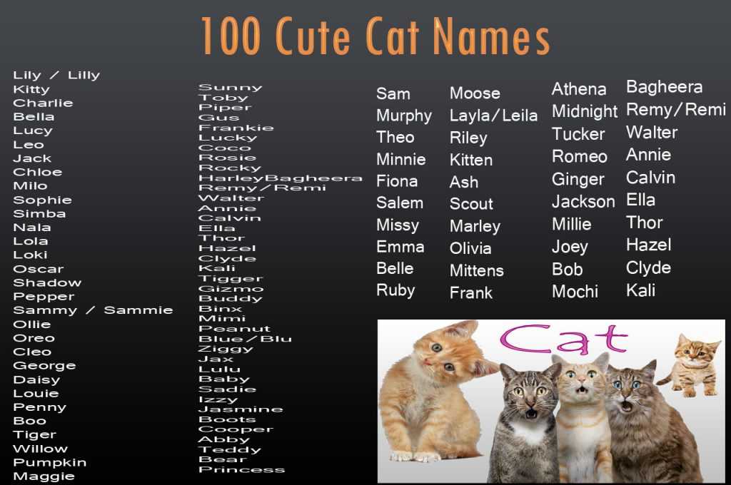 Имя для шотландской кошки: красивые, прикольные и необычные женские клички для котят-девочек шотландской породы