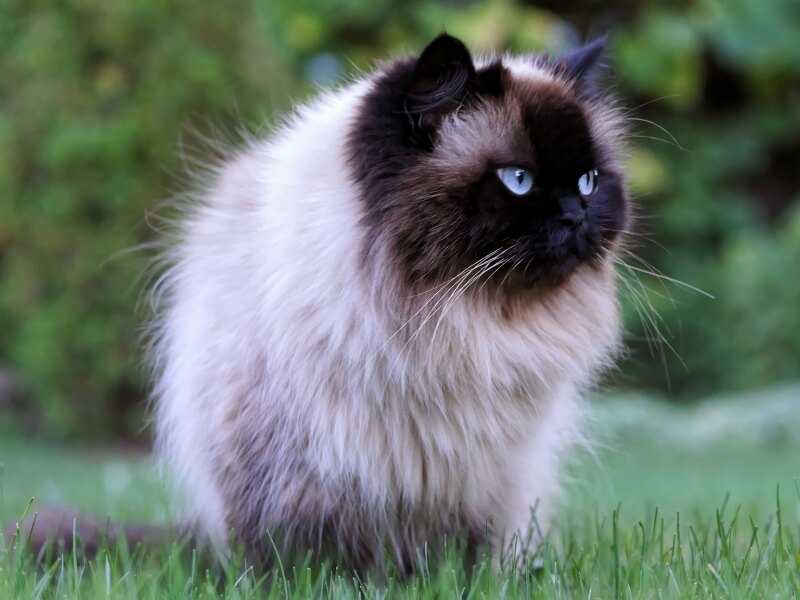 Гималайская кошка: фото, описание породы, характер, цены