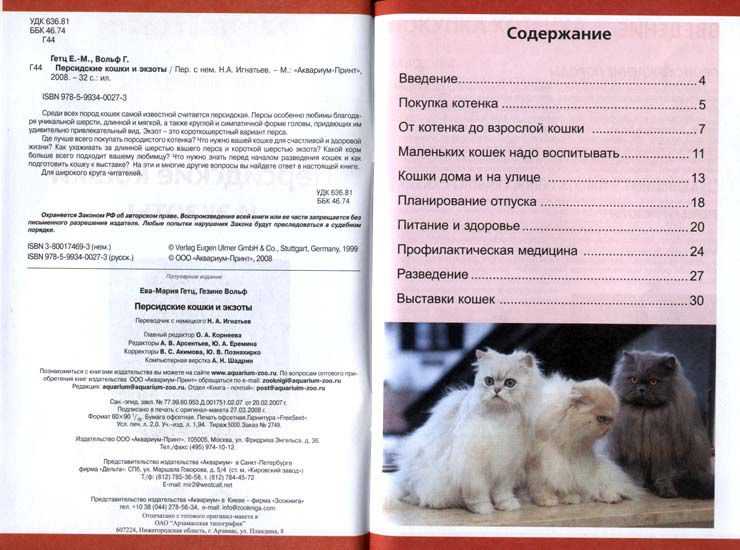 Рагамаффин, кошка: описание породы, характер, особенности и уход :: syl.ru