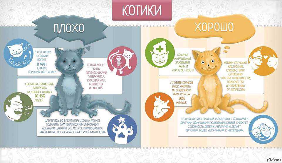 Потеют ли кошки и коты: почему, какой частью