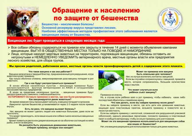 Прививка собаки от бешенства: график, подготовка, 6 марок препаратов для вакцинации собак от бешенства