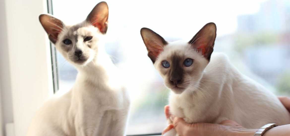 Яванская кошка (яванез): фото, цена, описание породы, характер, видео, питомники