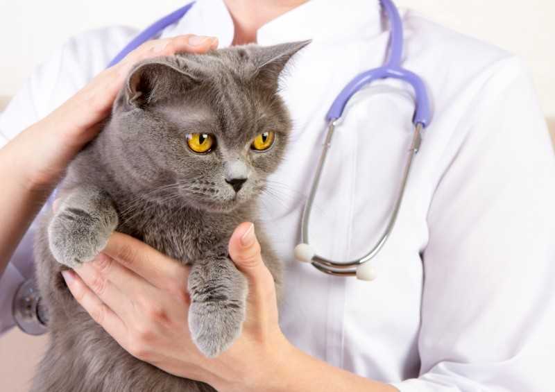 Кровотечение из носа у кошек - причины, лечение эпистаксиса у кошек в москве. ветеринарная клиника "зоостатус"