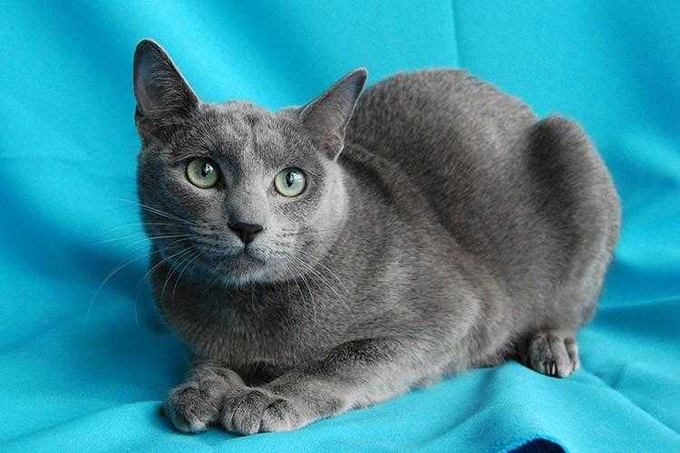 Русская голубая кошка: описание породы, характер, фото и цена
