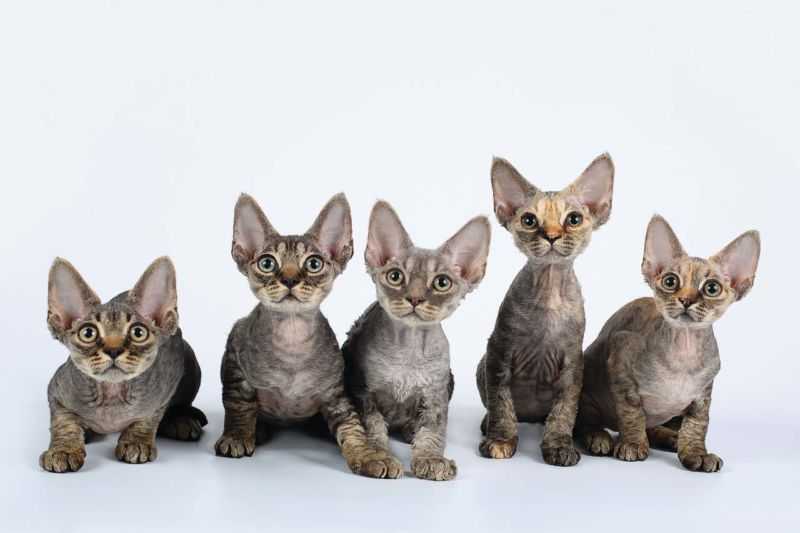 Девон рекс: характеристика и особенности породы - мир кошек