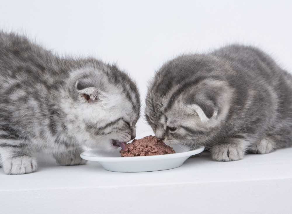 Чем кормить кошку после родов: подходящие виды продуктов и готовых кормов