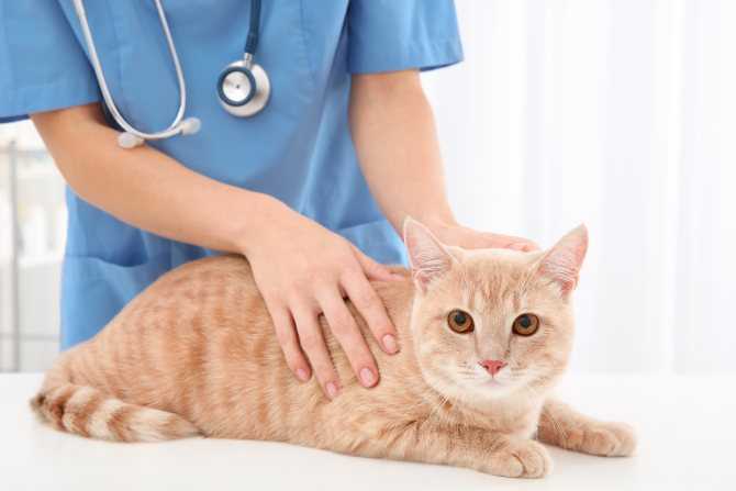 Болезни печени у кошек (гепатит, гепатоз, цирроз, холецистит): симптомы и лечение