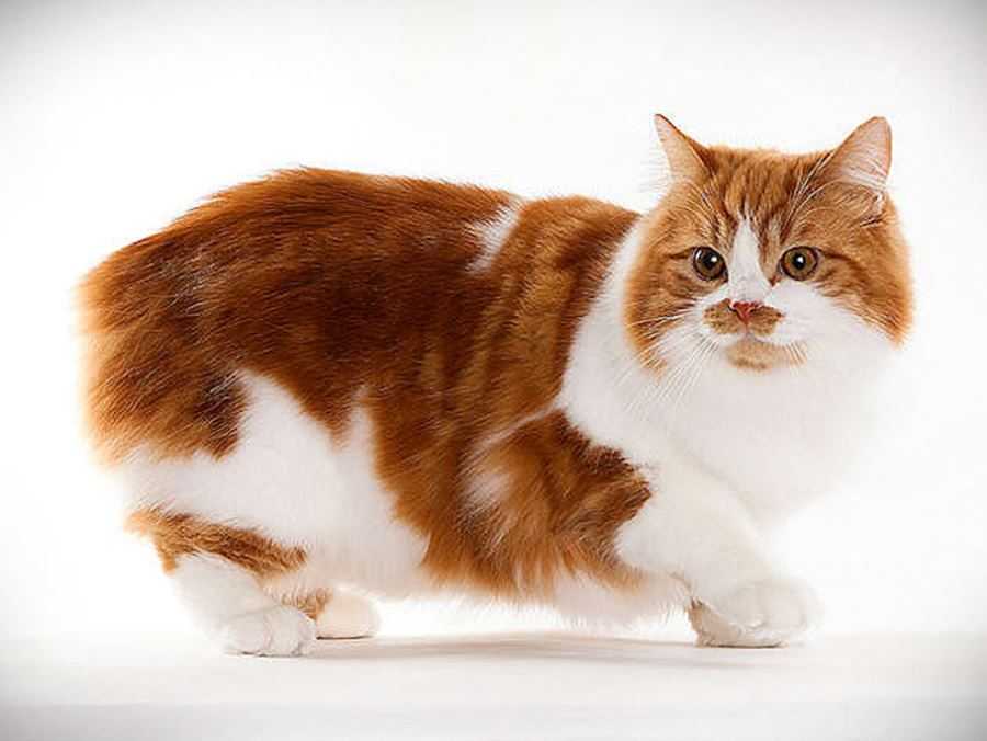Мэнская кошка (мэнкс) - описание породы