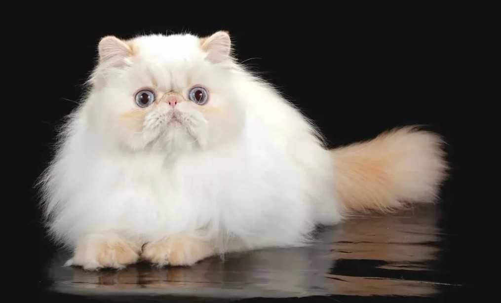 Гималайская кошка: описание породы колор-пойнт