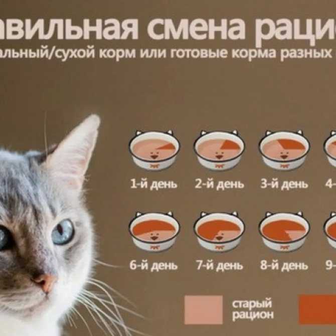 Можно ли кормить кошку и сухим и влажным кормом одновременно