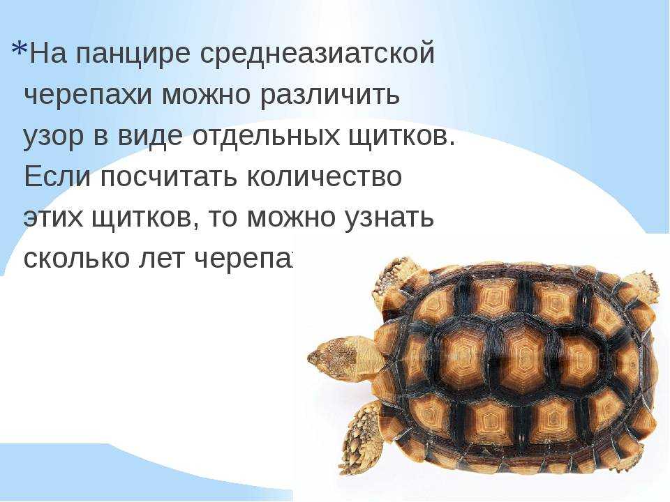 Черепаха краткое содержание. Среднеазиатская черепаха панцирь. Информация о черепахе. Факты о черепахах. Черепаха для презентации.